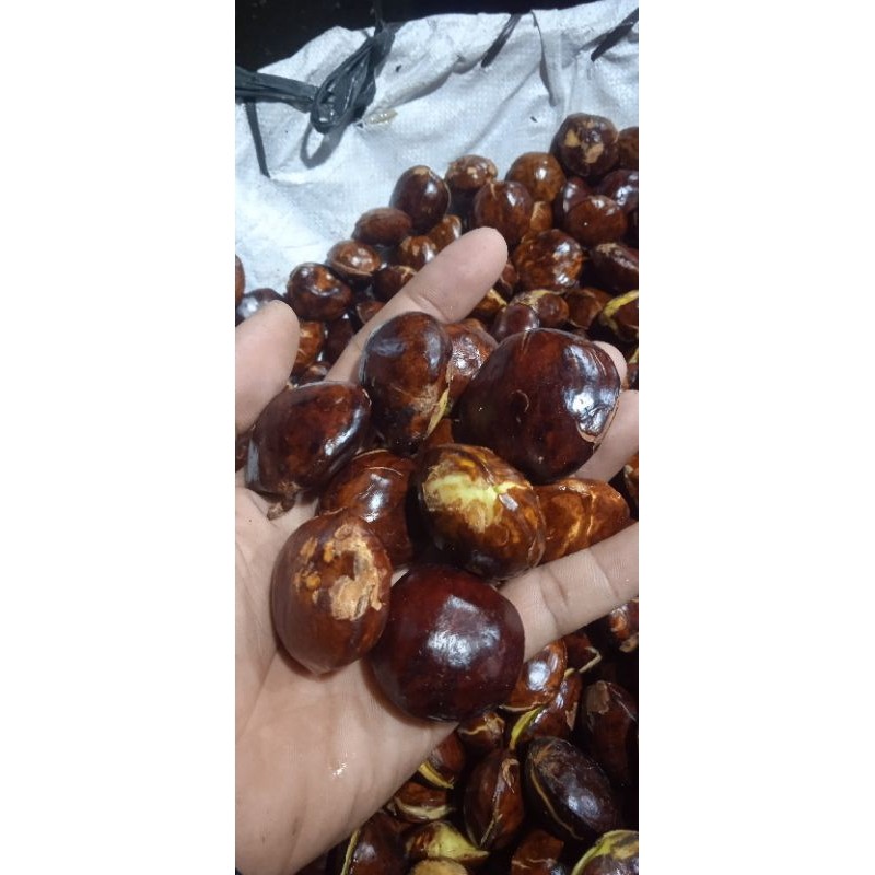 

jengkol tua