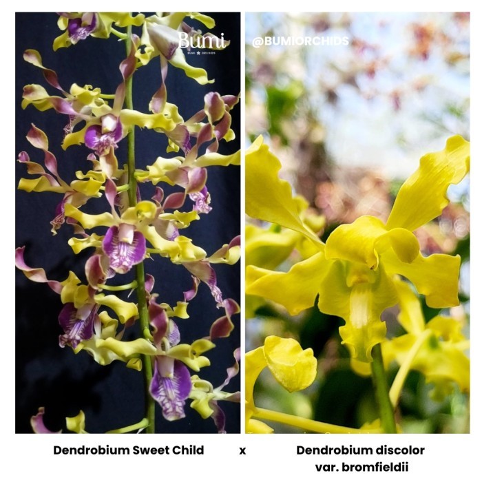 BUMI ORCHIDS Anggrek Dendrobium Sweet Child x D. discolor var. bromfieldii - Seedling Foresta Orchid