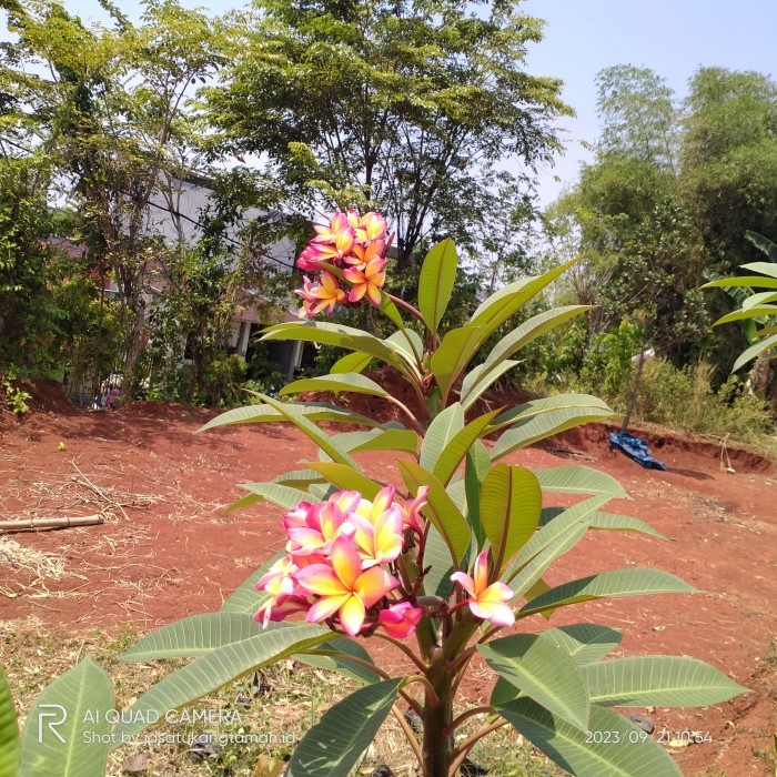 tanaman kamboja bali bunga tricolor/pohon kamboja bali tinggi 1m