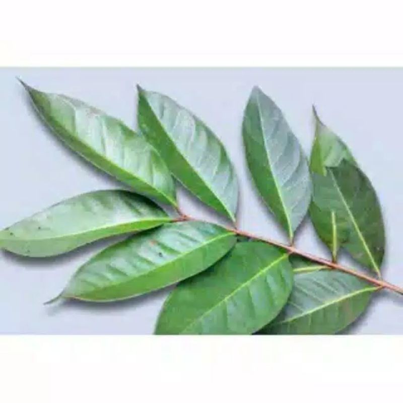 

READY SERBA MURAH 100 lembar DAUN SALAM / BUMBU DAPUR