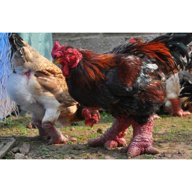 FERTIL TELUR AYAM DONG TAO / KAKI GAJAH DARI VIETNAM untuk di tetaskan