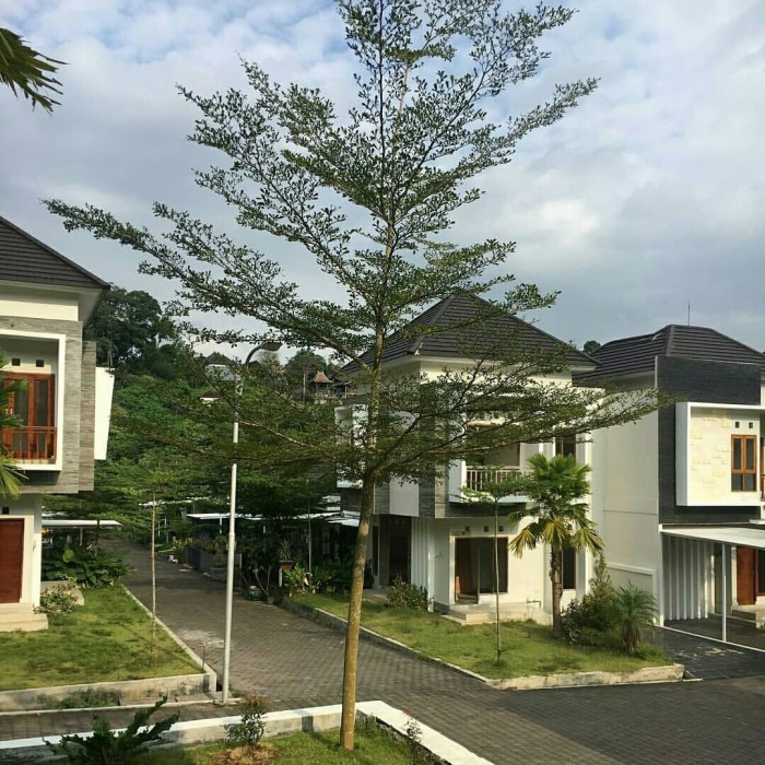 Pohon Ketapang Kencana Tinggi 2 meter