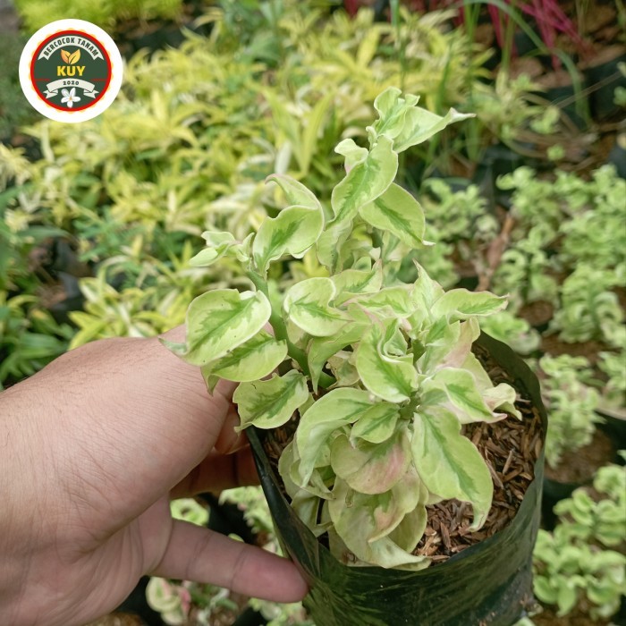 tanaman gantung hoya curly tanaman patah tulang