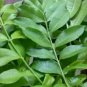 

Daun Kedondong segar / Daun Kedondong Rempah Segar Masakan 500 gr