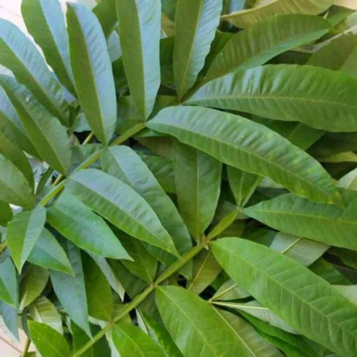 

daun sungkai segar obat herbal alami daun sungaki penangkal virus
