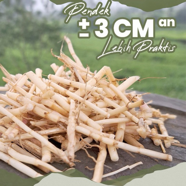 

Akar Alang Alang Segar Pendek