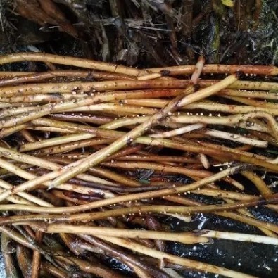 

Akar Pinang Segar Akar Pinang Obat Herbal 1KG