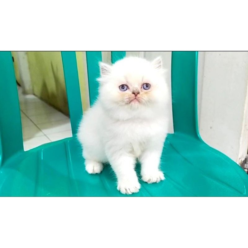 Kucing persia flatnose himalaya betina / kitten persia himalaya betina