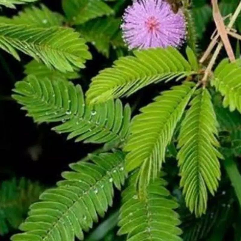 

Promo jual Daun putri malu untuk obat herbal kesehatan COD