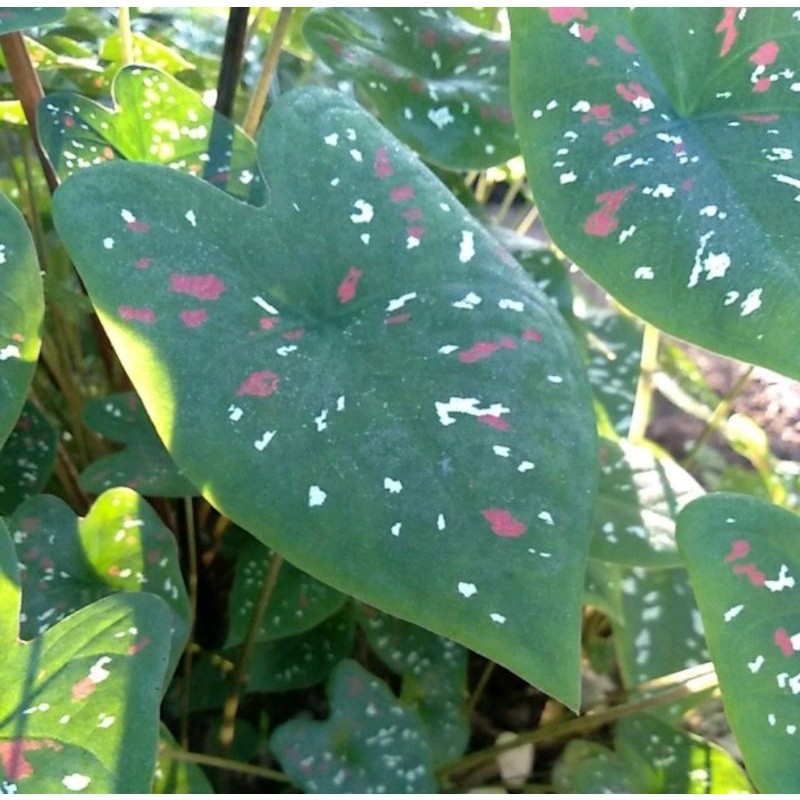 KOKOWA FLORA Keladi Trikolor Three Color Murah Termurah Cantik