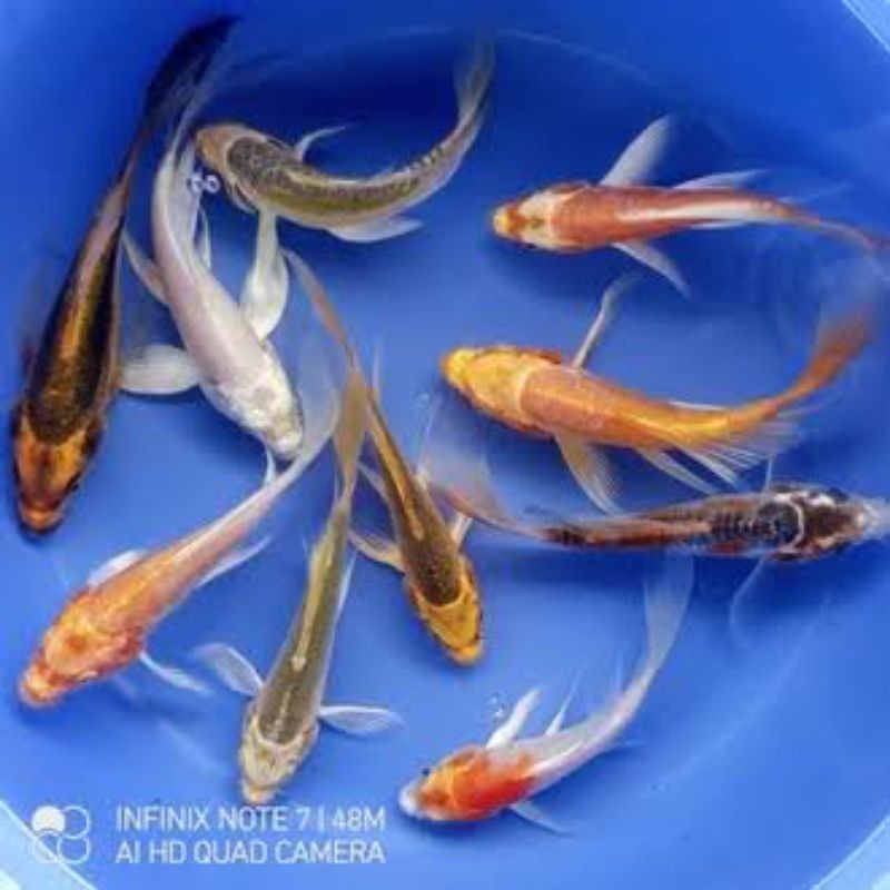 PRODUK TERLARISSS hias koi, kumpay metalik & platinum slayer ogon kabuto kohaku sanke GROSIR