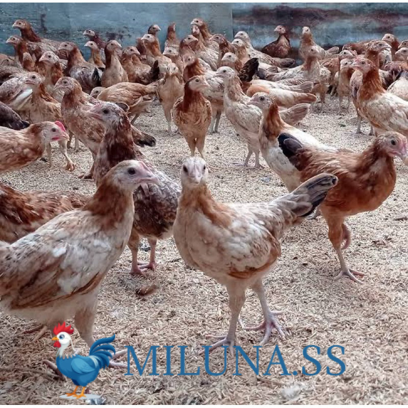 

FERTIL TELUR TETAS AYAM ELBA PE HANDAL INDUKAN TERSELEKSI UNTUK DITETASKAN