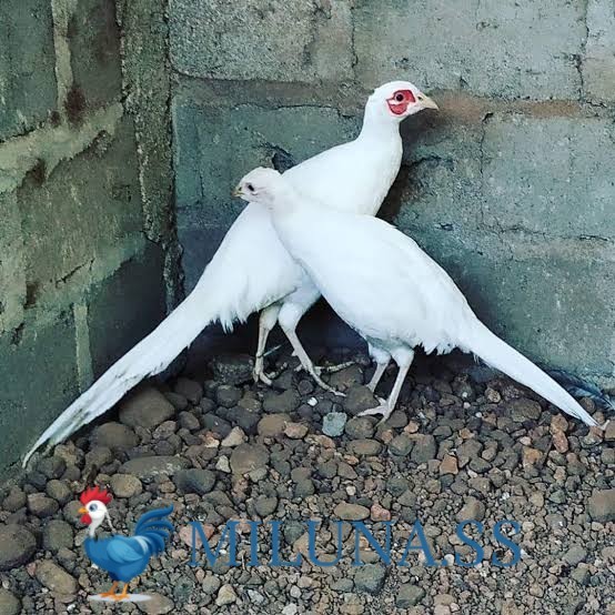 

FERTIL TELUR AYAM hias ringneck white pheasant asli