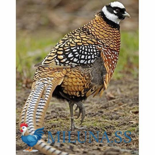 

FERTIL TELUR AYAM hias ringneck reeves pheasant siap ditetaskan