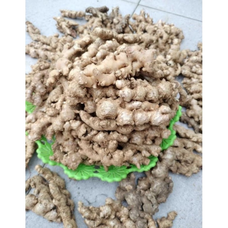 

JAHE EMPRIT PEDASS HERBAL 1KG (BELOM DI CUCI)