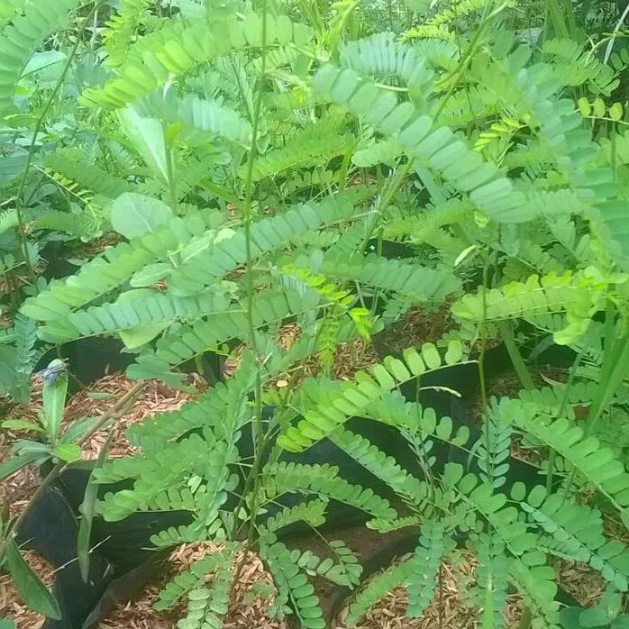 Bibit Daun Saga Bibit Saga Pohon Saga Tanamam Saga Utk Batuk Sariawan