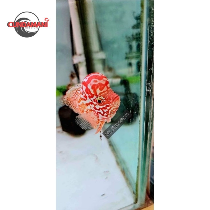 BELI3BONUS1 Burayak Louhan Kamfa F2 GB VIP Thailand high quality