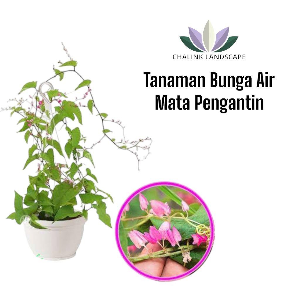 Tanaman  Bunga Air Mata Pengantin - Bibit Bunga Air mata Pengantin - Tanaman Hias Rambat Bunga Air M