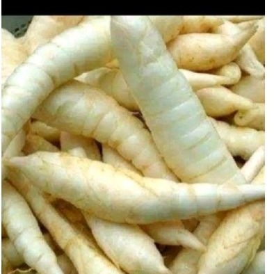 

Umbi garut sgar 500 gr atasi pnyakit lambung