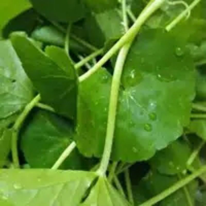 

New Promo daun pegangan atau daun antanan segar/fresh 500gram COD