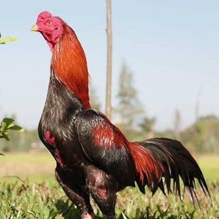 

Fertil Telur ayam bangkok super petarung aduan fertil siap ditetaskan