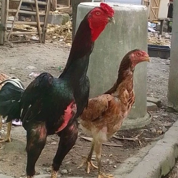 

FERTIL telur ayam shamo eropa Tulangan besar bisa untuk di tetaskan