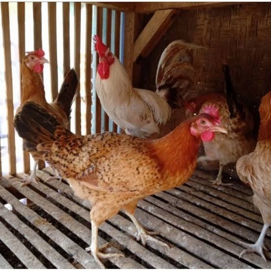 

Fertil Telur ayam elba petelur handal fertil siap ditetaskan - telur-ayam-elba