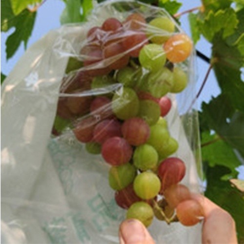 Pembungkus Anggur Buah Tembus Pandang Fruit Cover Transparan Anti Air Brongsong Buah Buahan SOS 789