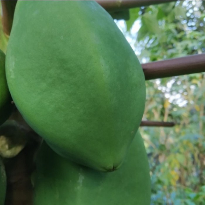 

buah pepaya muda dan segar buah pepaya Wulung asli buah gandul