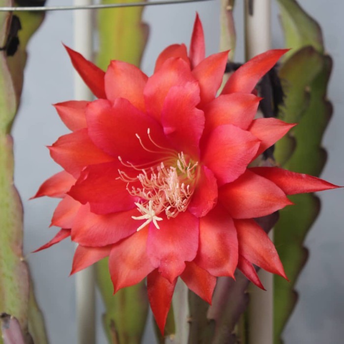 Tanaman Hias Wijaya Kusuma Bunga Merah - Epiphyllum Bunga Merah Asli
