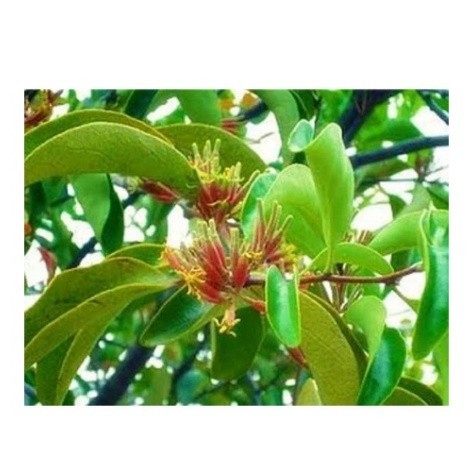 

DAUN BENALU POHON MANGGA 1KG MURAH OBAT HERBAL OBAT TRADISIONAL OBAT ALAMI DI PETIK LANGSUNG