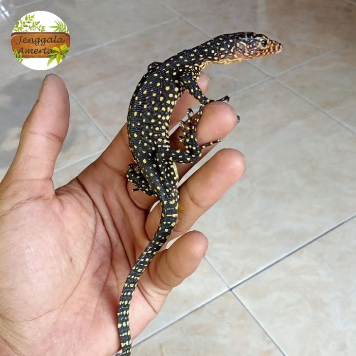 SALE -Varanus Rudicollis l Varanus Rudicolis