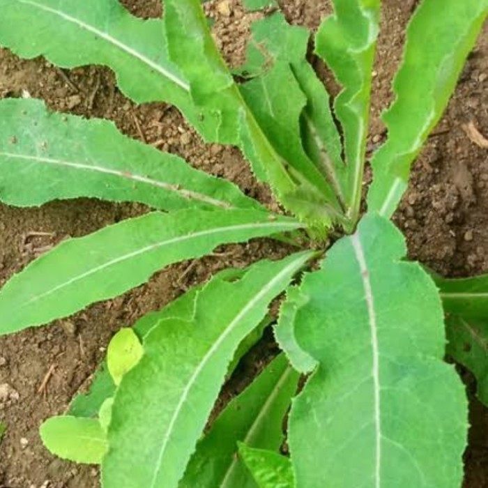 

Daun tempuyung segar 1 kg herbal batu ginjal