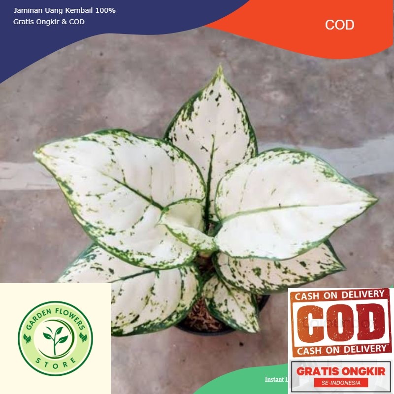 Aglonema super white anakan