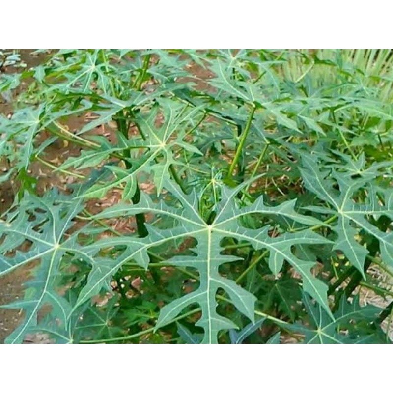 

SAHABATANI DAUN GEDI / DAUN PEPAYA JEPANG, Sayuran dan obat herbal PER 1 LEMBAR Promo Termurah Terlaris