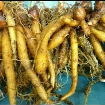 

New Promo Promo temu kunci segar 500 gram (SRH)