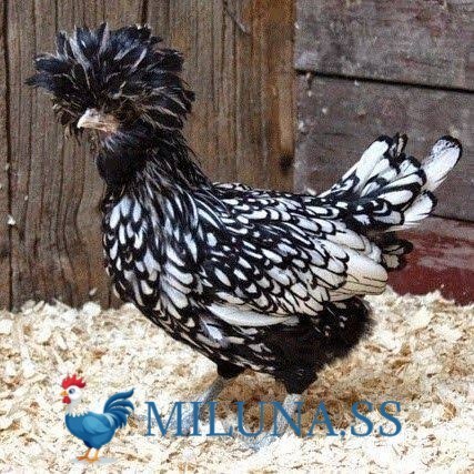

FERTIL TELUR AYAM poland hias asli siap ditetaskan - polan