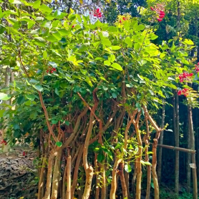 pohon pelindung, pohon Dadap Bunga merah.