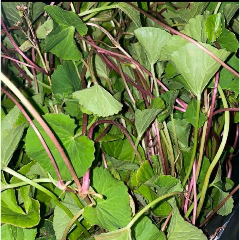 

Daun Antana/Pegagan Batang Merah