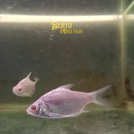 IKAN HIAS KAVIAT PLATINUM MATA MERAH 6-8 cm tankmatefish kebutuhan aquarium
