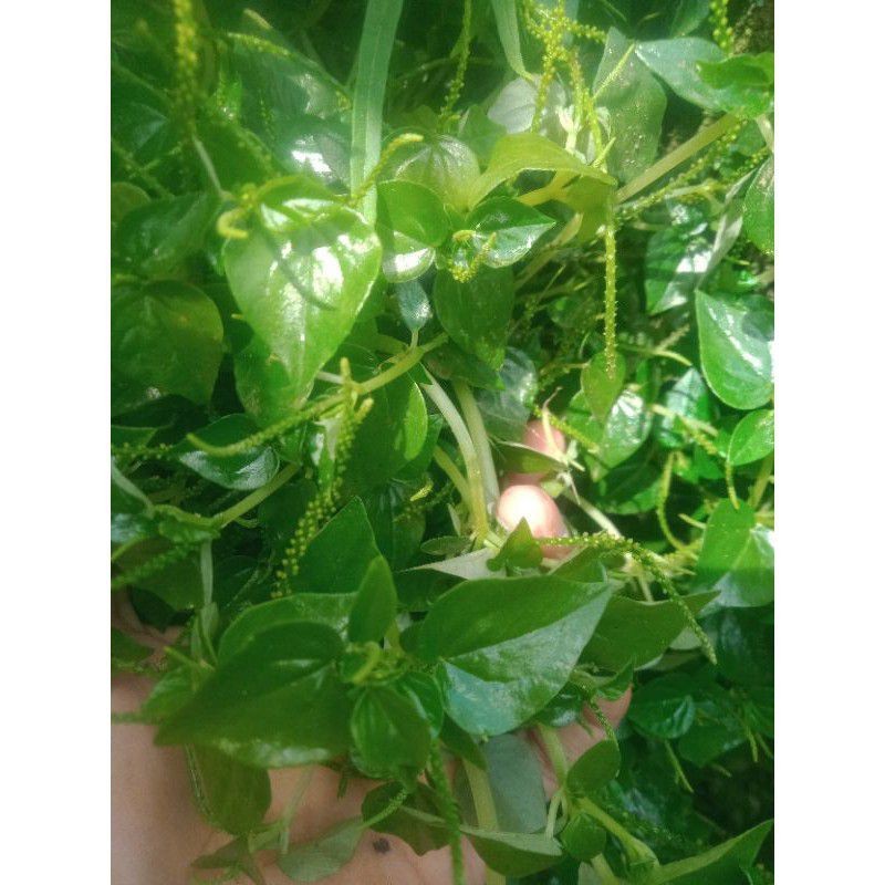 

DAUN SIRIH CINA SEGAR 500 GRAM / KETUMPANG AIR SEGAR