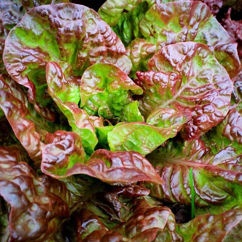100 Biji - Benih Selada Merah Import CHLOE RED - Benih Selada Lettuce Selada Sayur Benih Sayuran Bib
