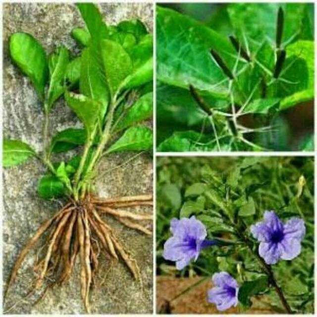 5 pcs Tanaman Kencana Ungu tanaman daun kencono daun kencana ungu obat herbal diabetes pletekan
