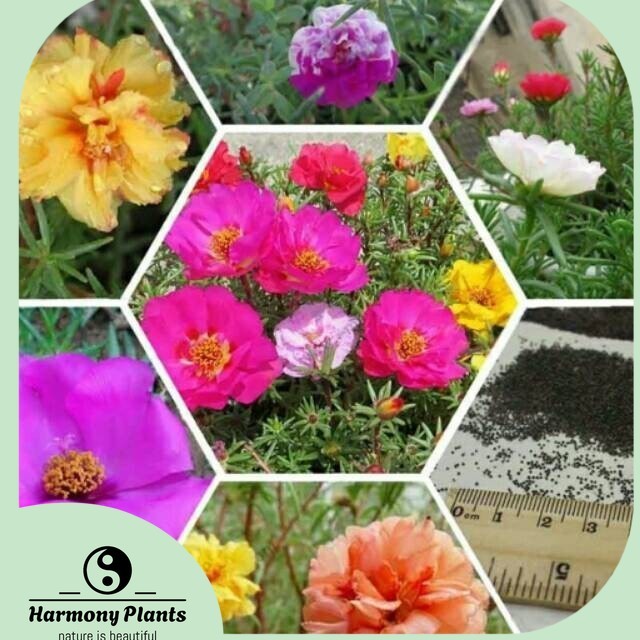 Biji Benih Bunga Krokot Moss Rose Portulaca Grandiflora Mixed