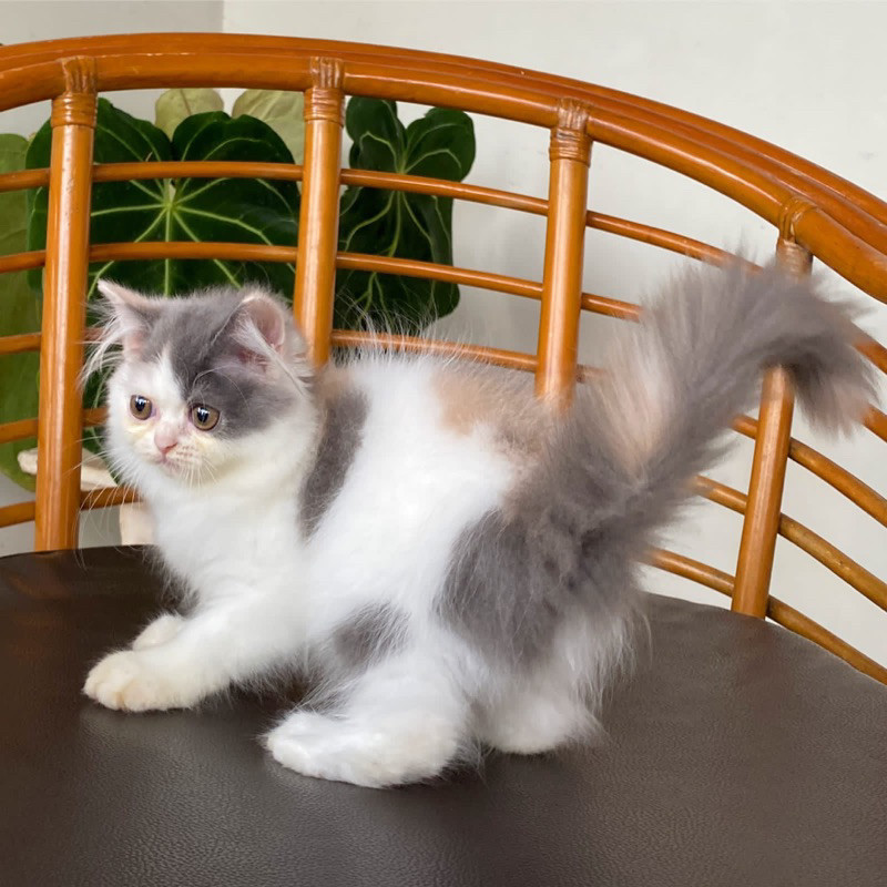 Makanan Kucing Ras Persian flatnose ,Dilute Calico Super Cuuantik