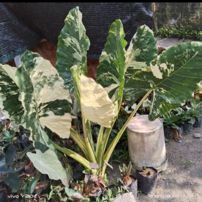 Tanaman Hias Lompong Varigata - Sente Varigata Besar