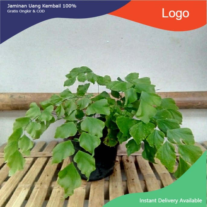 Tanaman hias suplir daun besar / suplir gajah / pakis suplir