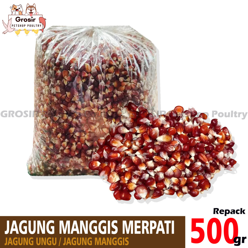 PROMO Jagung Manggis Merpati atau Jagung Ungu Burung Merpati Dara Ayam
