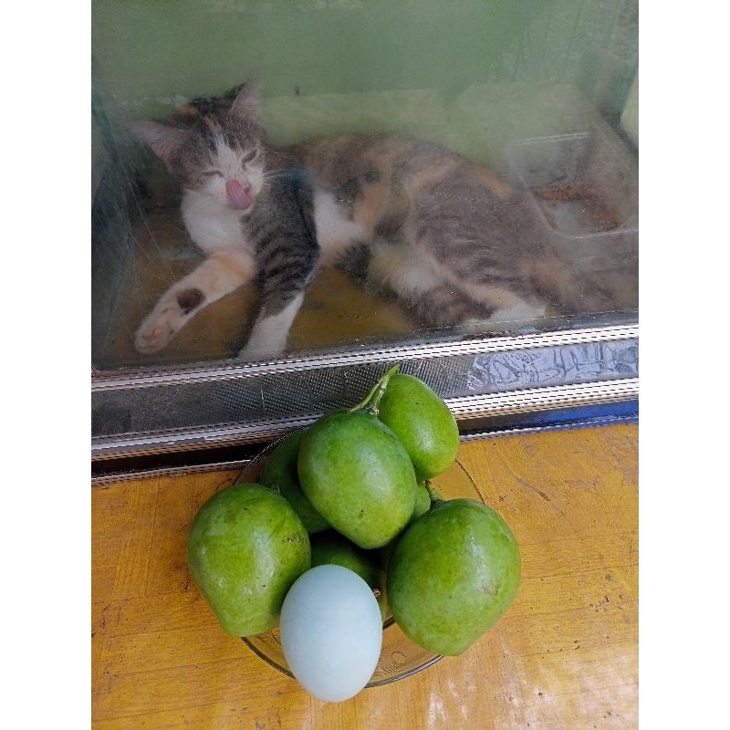

TEBUS AMBYAR mangga muda telor 1Kg TERLARIS