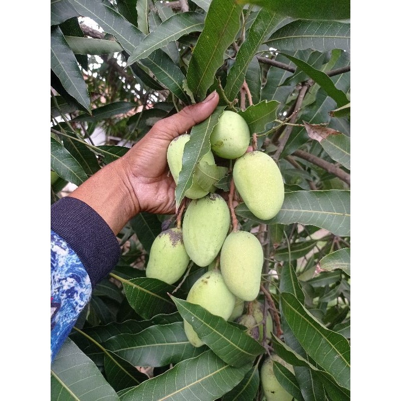 

TEBUS AMBYAR mangga muda mini,1kg cocok buat rujak,tinggal belah isi banyak TERLARIS